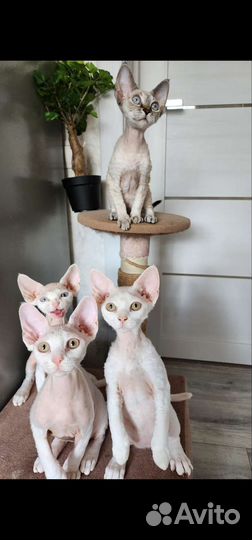 Девон-рекс. котята. цена летняя