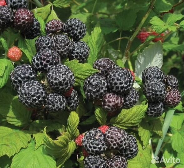 Саженцы черной малины 
