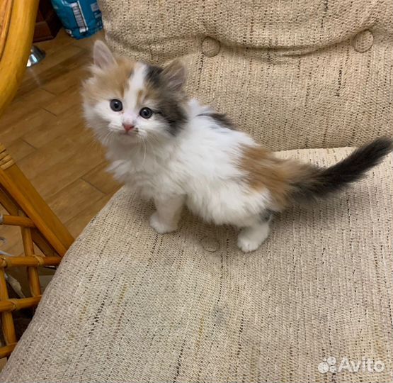 Котенок в добрые ручки
