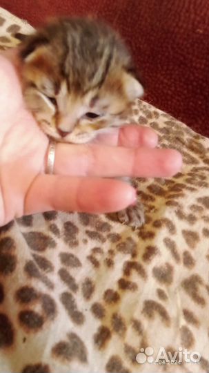 Котята бесплатно