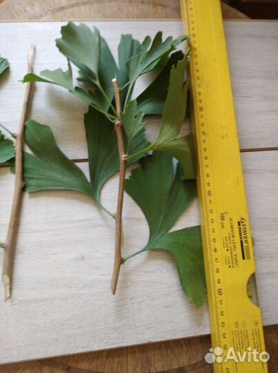 Гинкго билоба черенки для укоренения