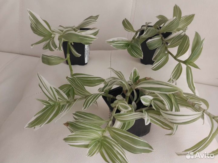 Традесканция белая