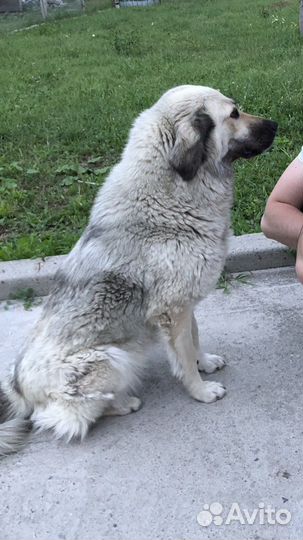 Самая добрая собачка в мире