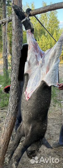 Мясо дикого кабана и мангалицы