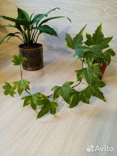 Комнатные цветы. Спацифилум, хедера