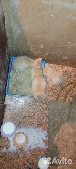 Котята деревенские тигровой крови