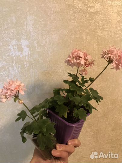 Пеларгония Richard Hodgson