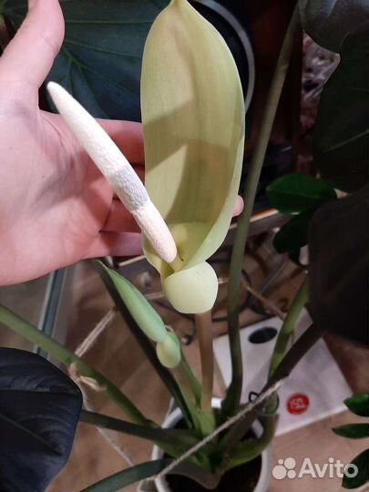 Алоказия Регал Шилдс