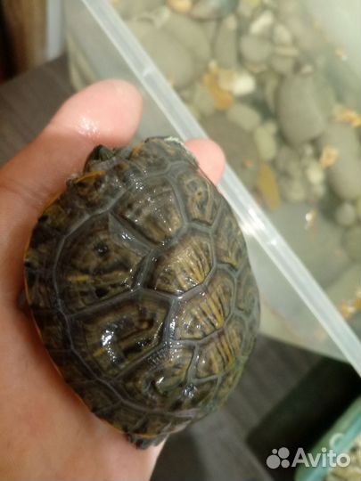 Красноухая черепаха бесплатно