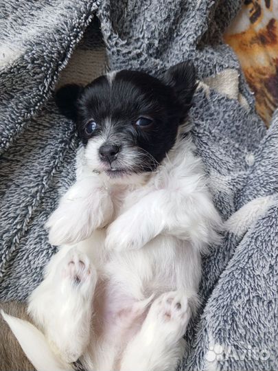 Собака маленькая порода