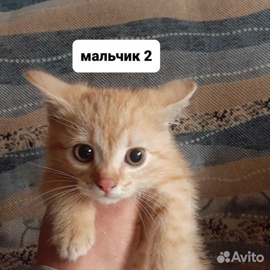 Котята