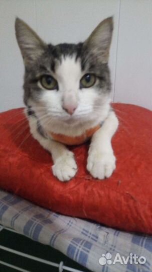 Милая кошечка Даша