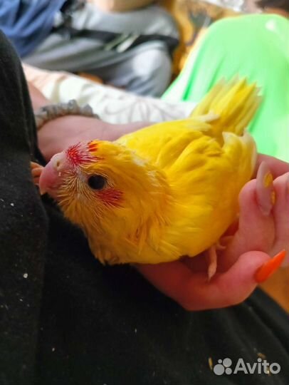 Птенец какарик ручной