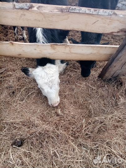 Продажа крс