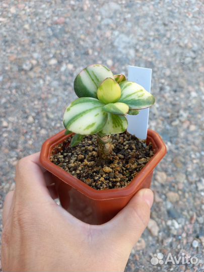 Крассулы древовидные. 5 разных сорта