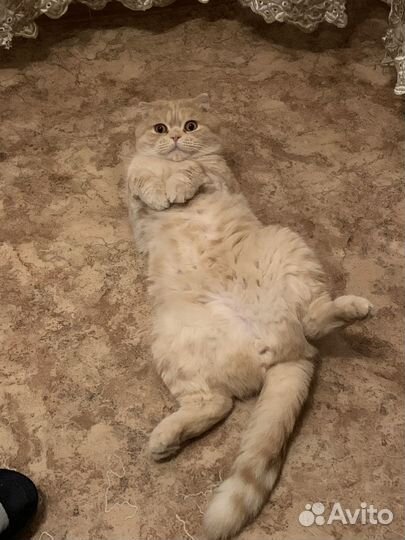 Шотландский кот