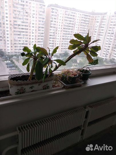 Комнатные декоративные растения