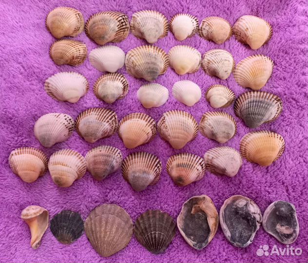 Черноморская ракушка скафарка набор