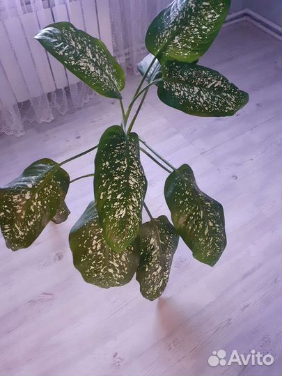 Диффенбахия