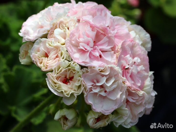 Пеларгония сортовая юв Купидон