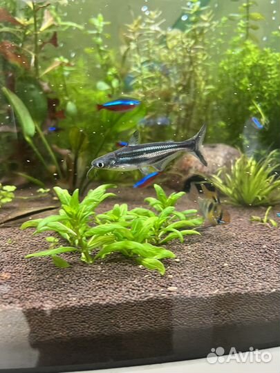 Пангасиус, хемиантус