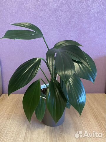 Филодендрон Драгон Тейл купить в Москве | Товары для дома и дачи | Авито