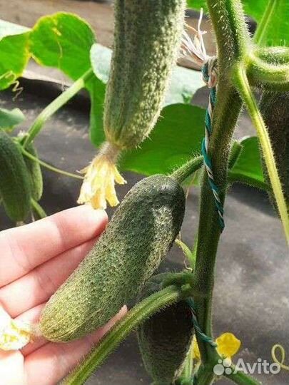 Огурцы свежие с грядки