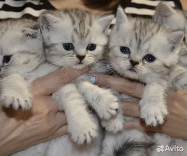 Котята