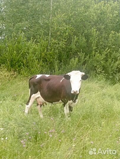 Корова дойная (две из трёх на выбор)