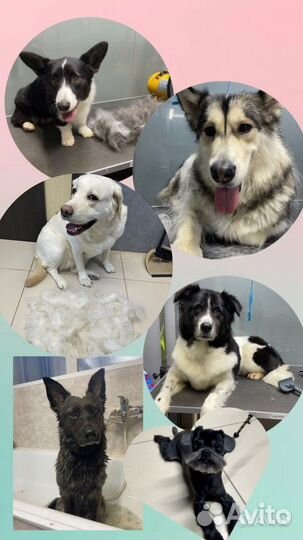 Грумер. Стрижка собак и кошек. уз чистка зубов