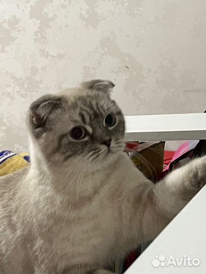 Вислоухая