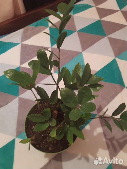 Замиокулькас