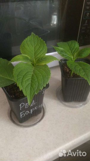 Гортензия крупнолистная