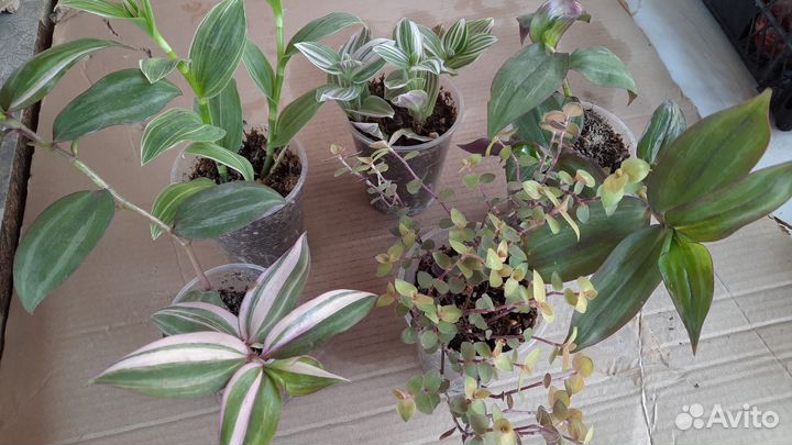 Рео,традесканция