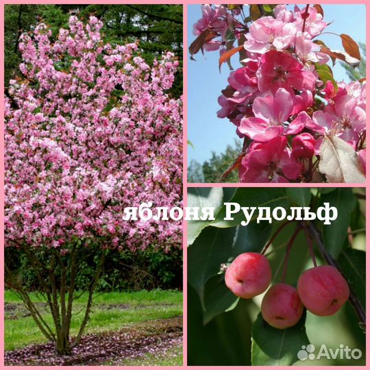 Яблоня декоративная