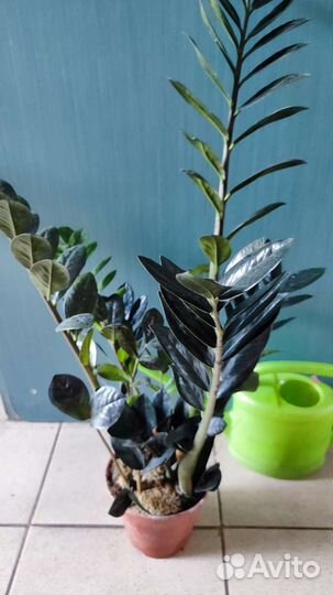 Замиокулькас черный Равен