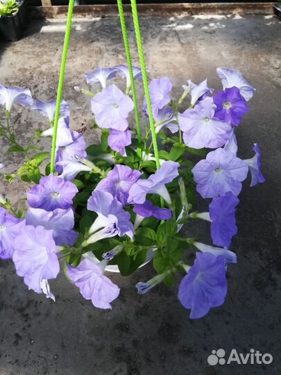 Рассада петунии