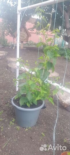 Бугенвиллея