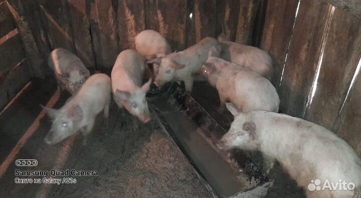 Поросенок ландрас