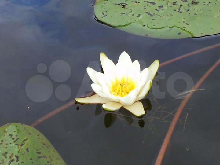 Участок 2,5 га (ИЖС)