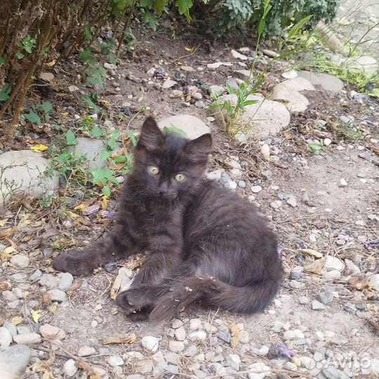 Котик очень хочет домой