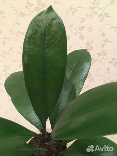 Фикус циатистипула