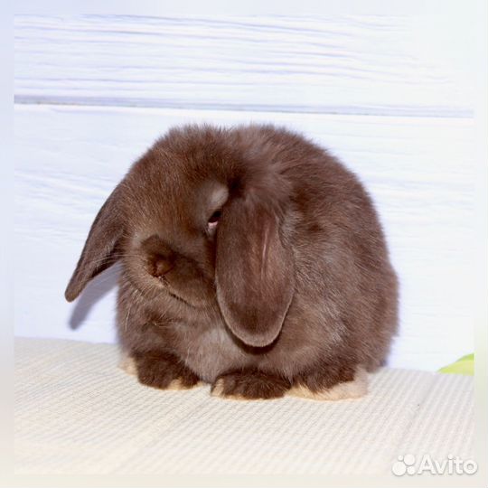 Минилоп шоколадный самец