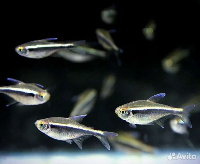 Аквариумные рыбки неоны в ассортименте