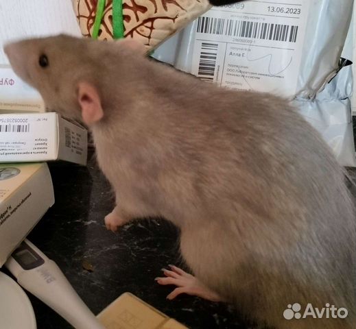 Крысята дамба объявление продам