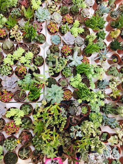 Продаю суккуленты