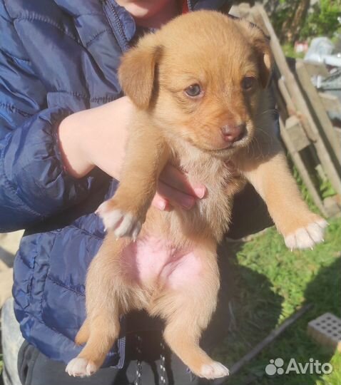 Щенки маленькой собаки