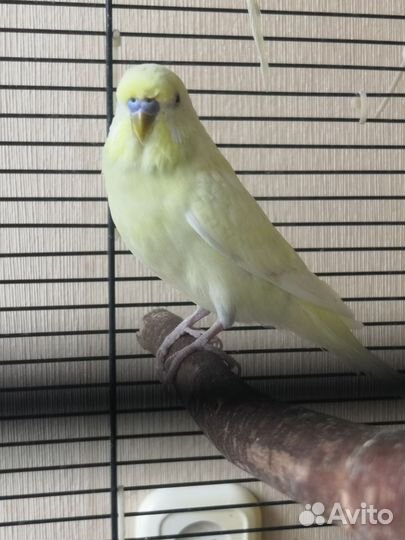 Волнистые попугаи, пара