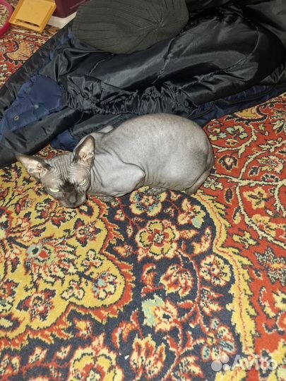 Кошка 3,5 года