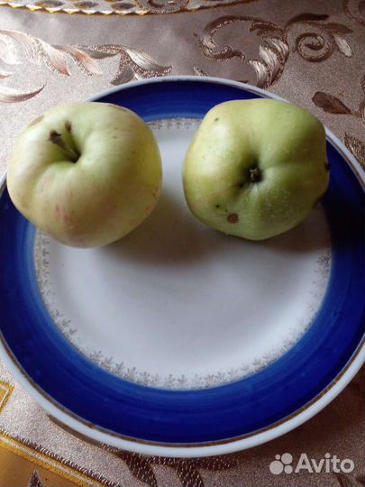 Яблоки и сок из них